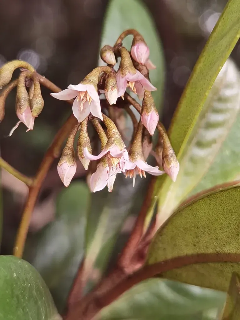 Ardisia Pleurobotrya
