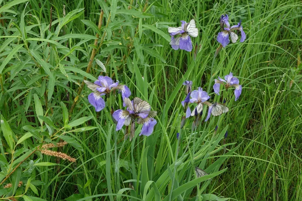 Bristle-pointed Iris