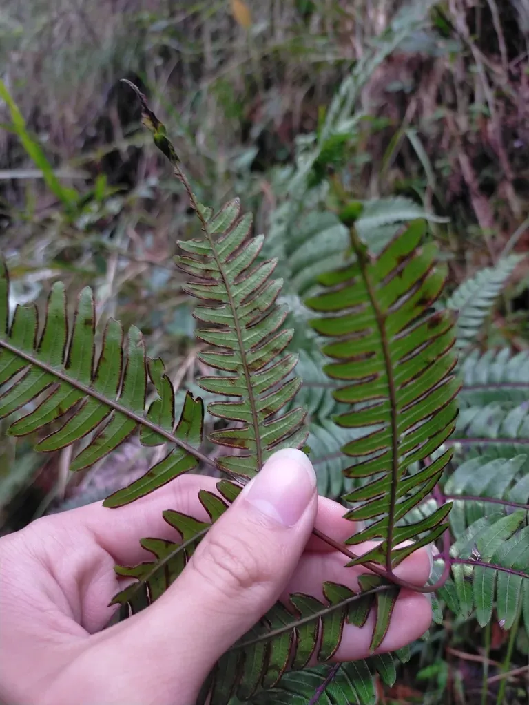 Pteris Scabristipes