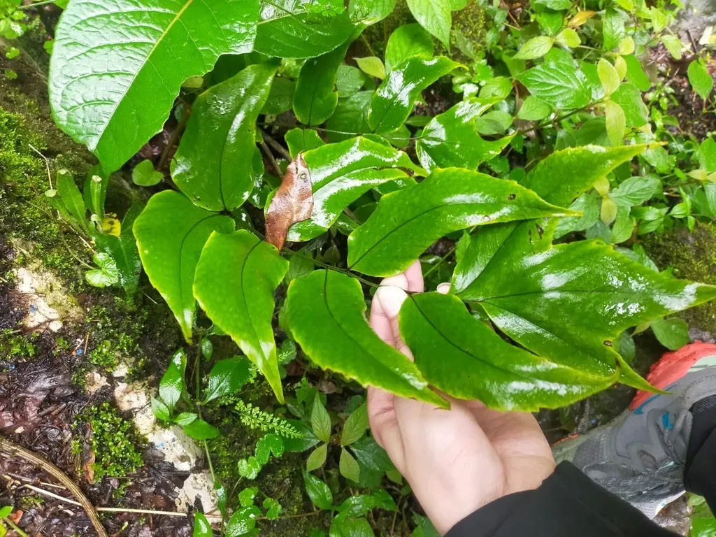 Cyrtomium Anomophyllum