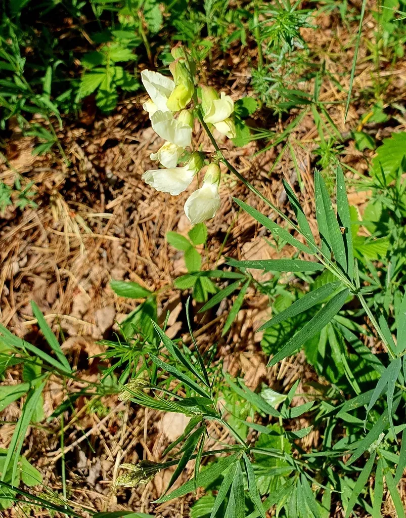 Fading-colored Vetchling