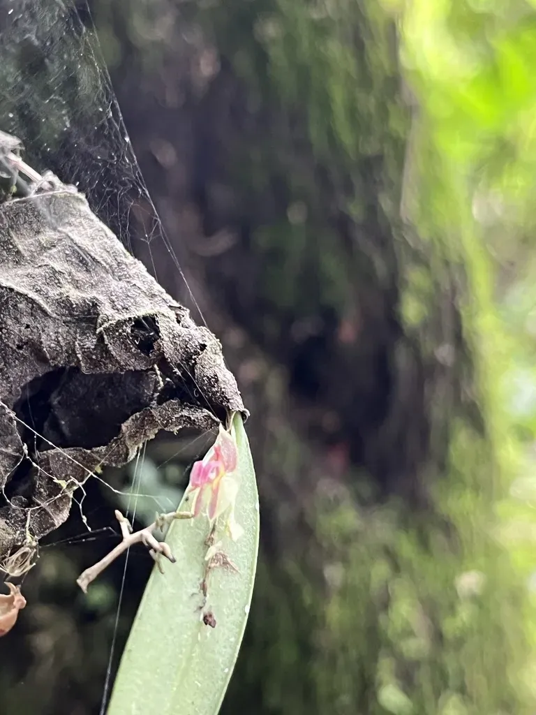 Lepanthes Dunstervilleorum