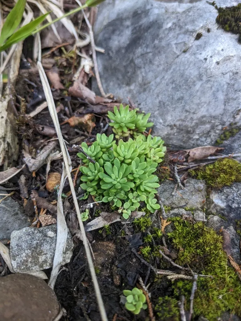 Nevius' Stonecrop