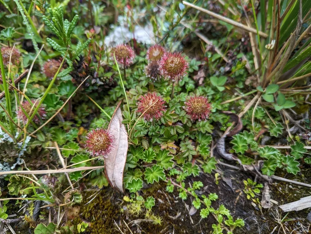 Two-spined Acaena