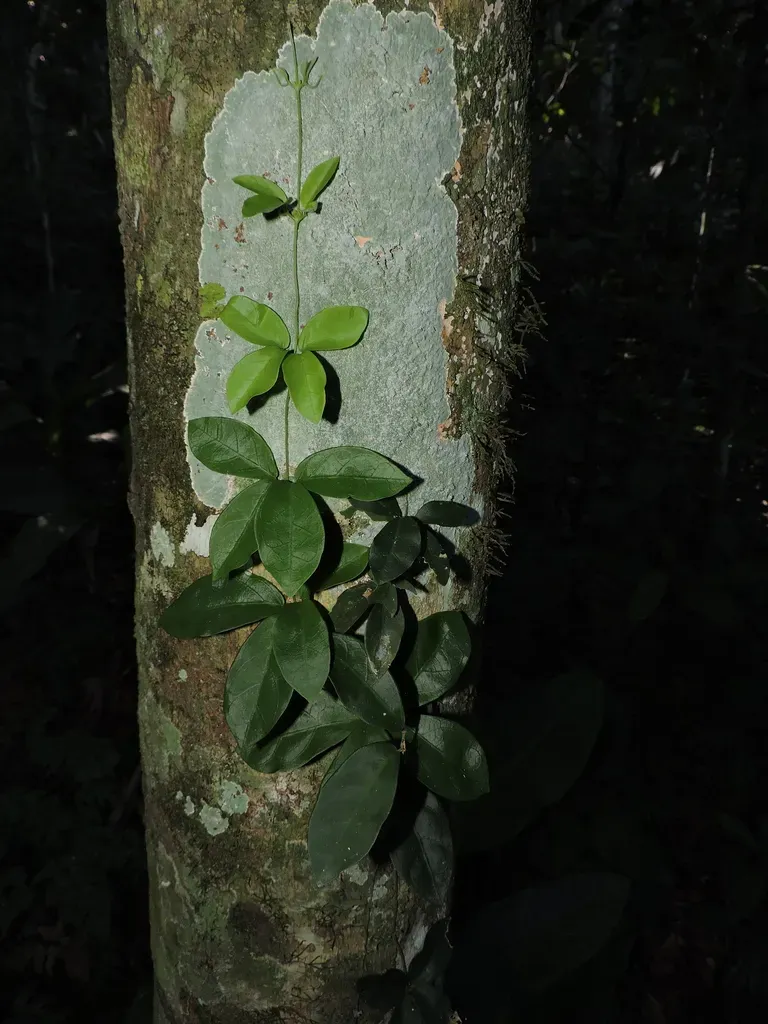 Amphilophium Dusenianum