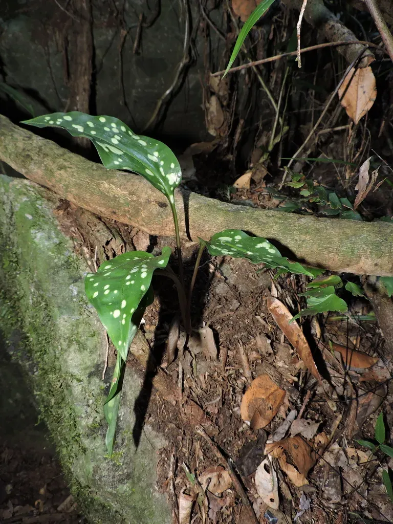 Pelexia Novofriburgensis