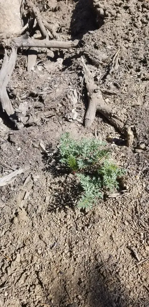 Parish's Umbrellawort