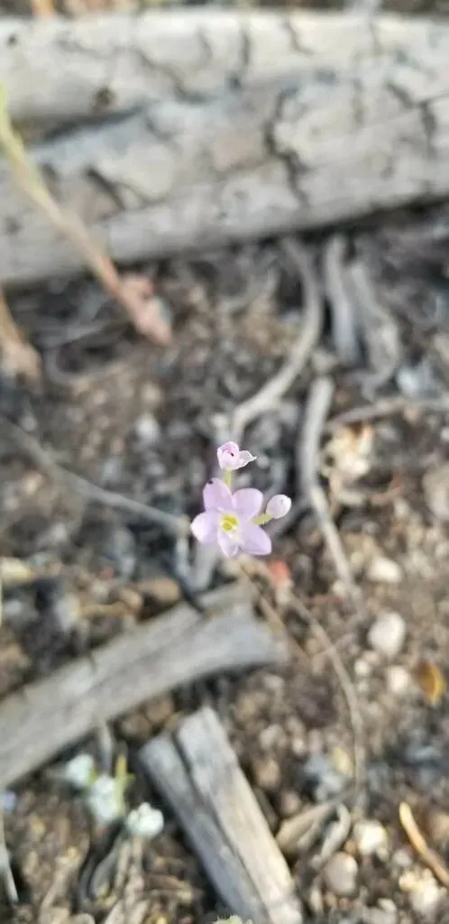 Tehachapi Linanthus