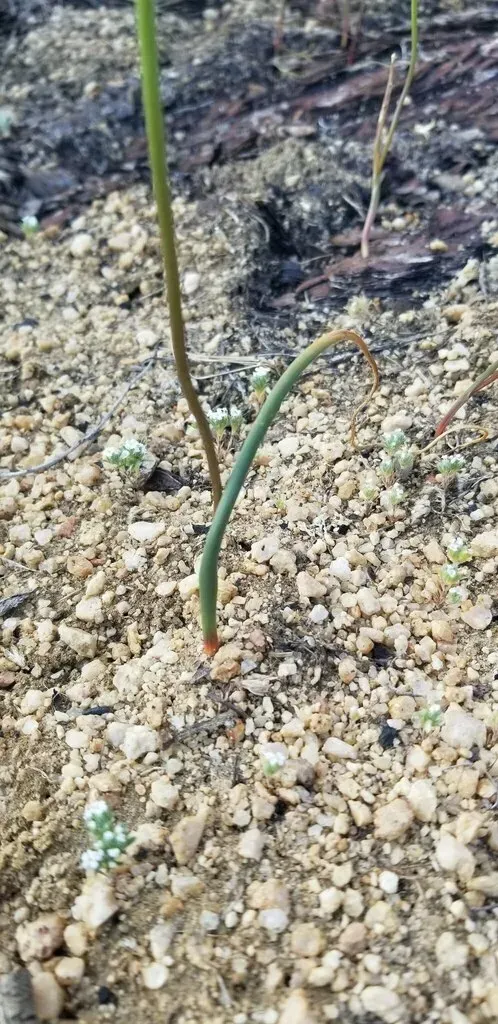 Parry's Fringed Onion
