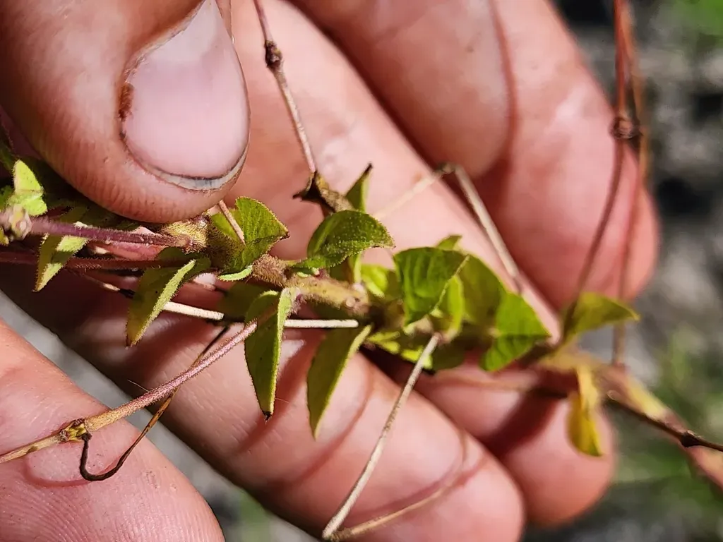 Cleoserrata Speciosa