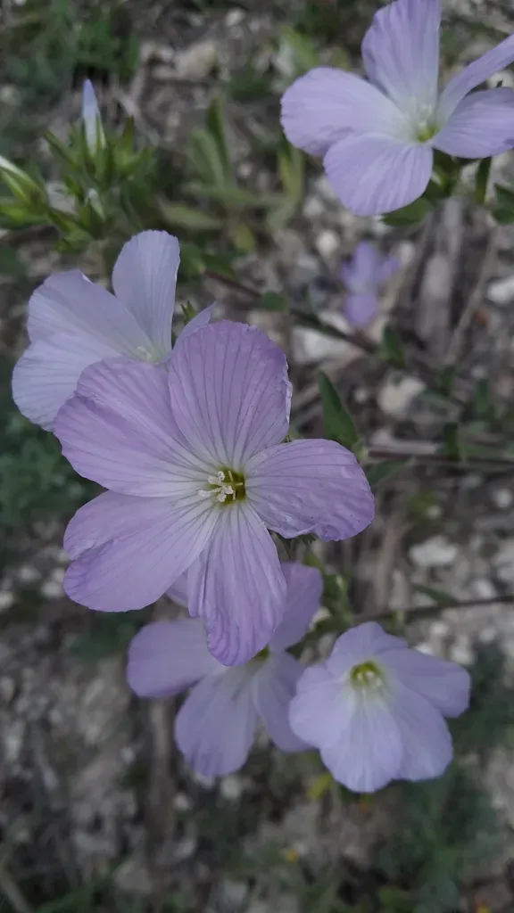 Linum Lanuginosum