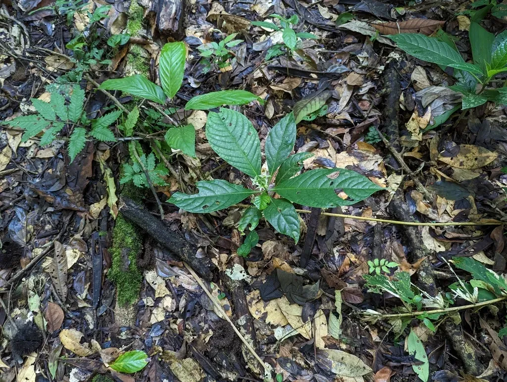 Solanum Monarchostemon