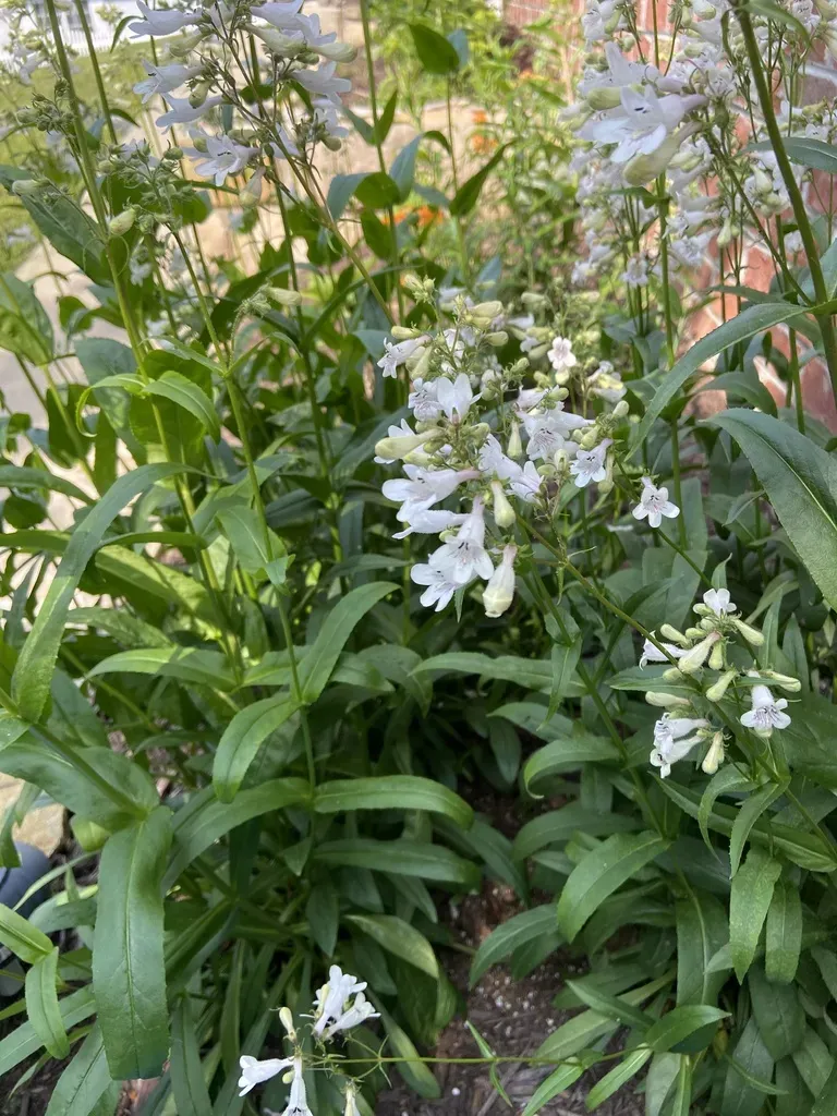 Foxglove Beardtongue