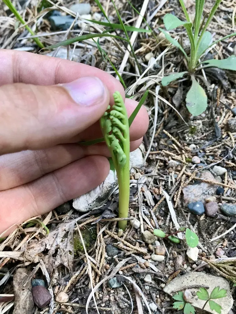 Prairie Moonwort