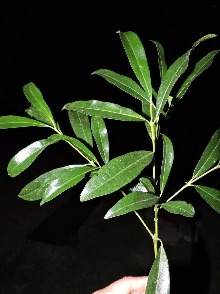 Palicourea Sessilis