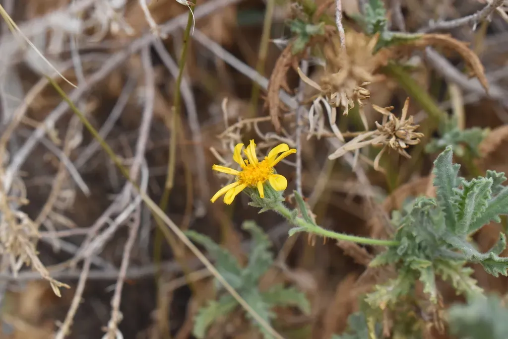 Senecio Adenotrichius