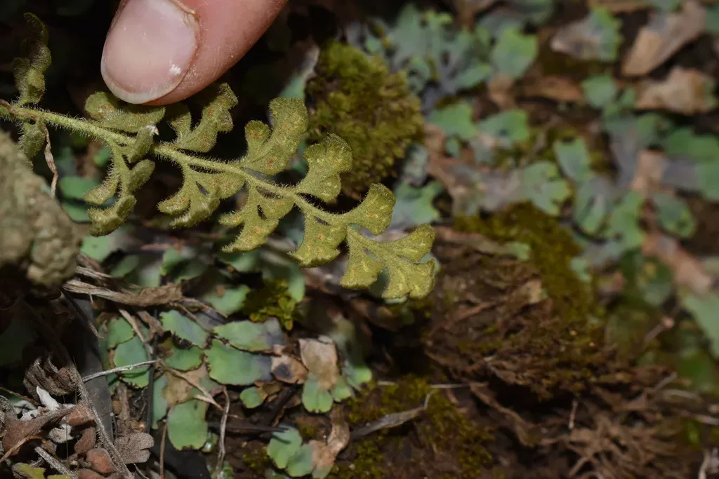 Asplenium Papaverifolium