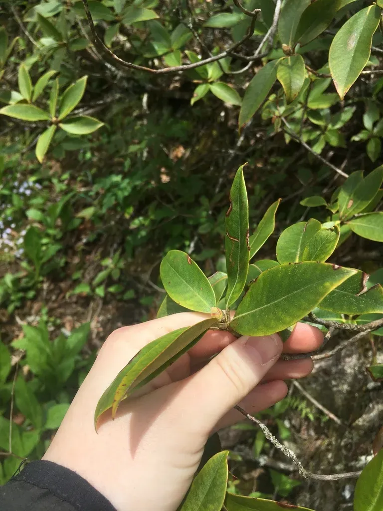 Smoky Mountains Rhododendron