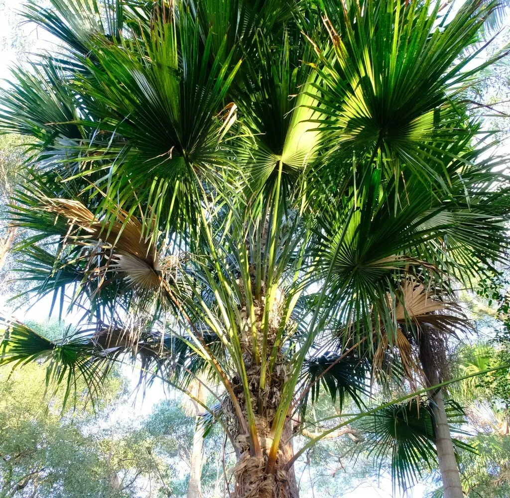 Cabbage Tree Palm