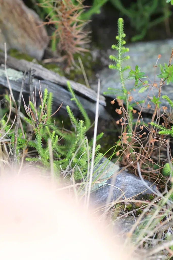 Dielsiodoxa Tamariscina