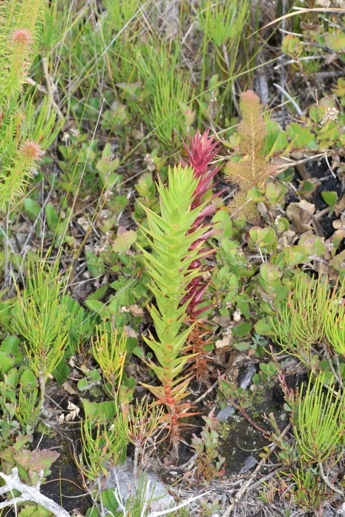 Andersonia Axilliflora