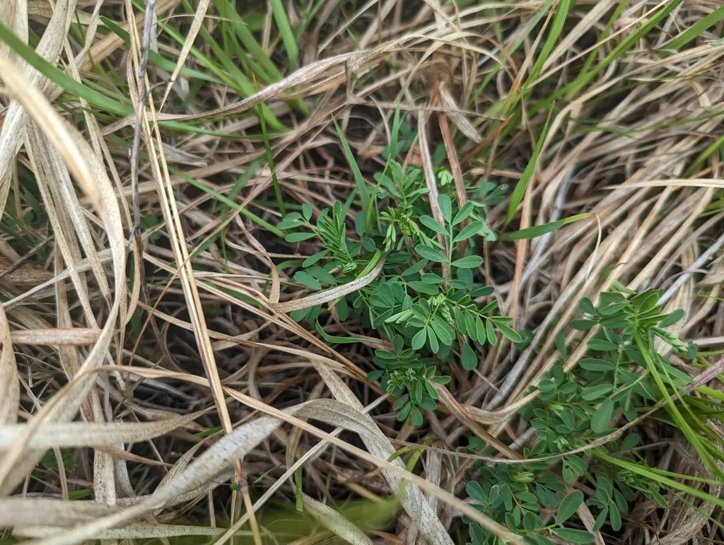 Leafy Prairie Clover