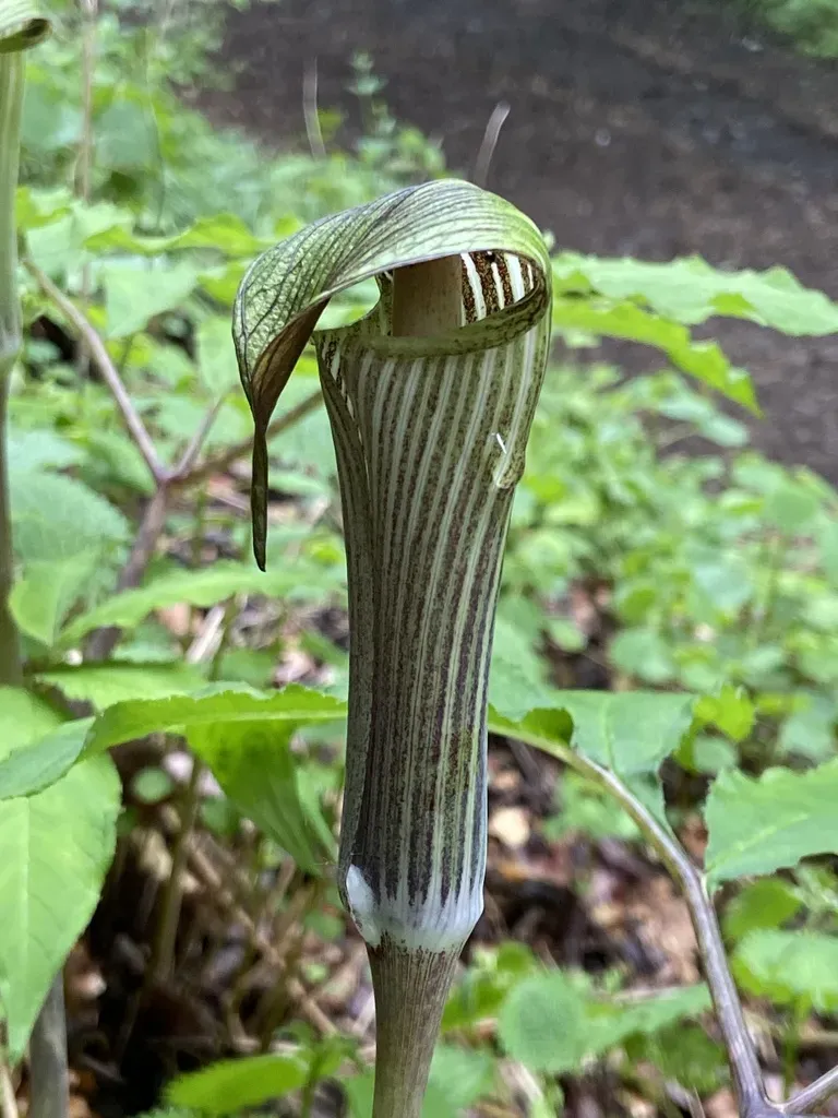 Arisaema Solenochlamys