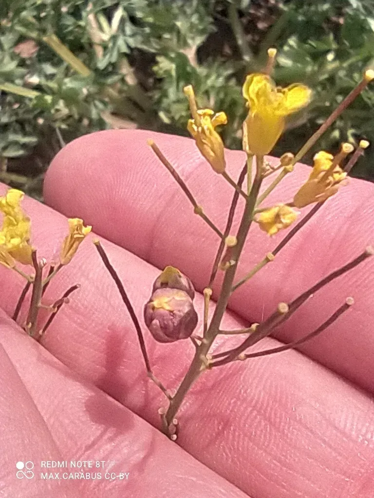 Sisymbrium Polymorphum