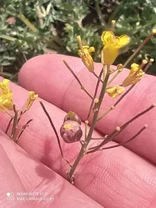 Sisymbrium Polymorphum