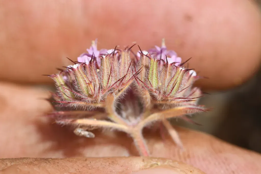 Twolobe Spineflower