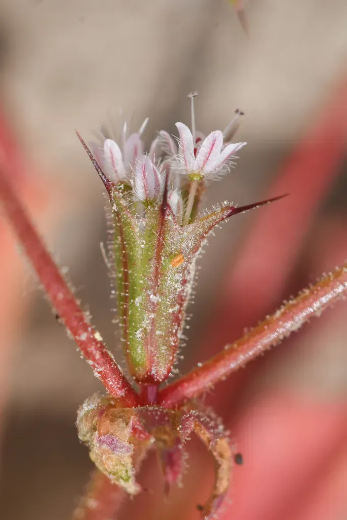 Indian Valley Spineflower