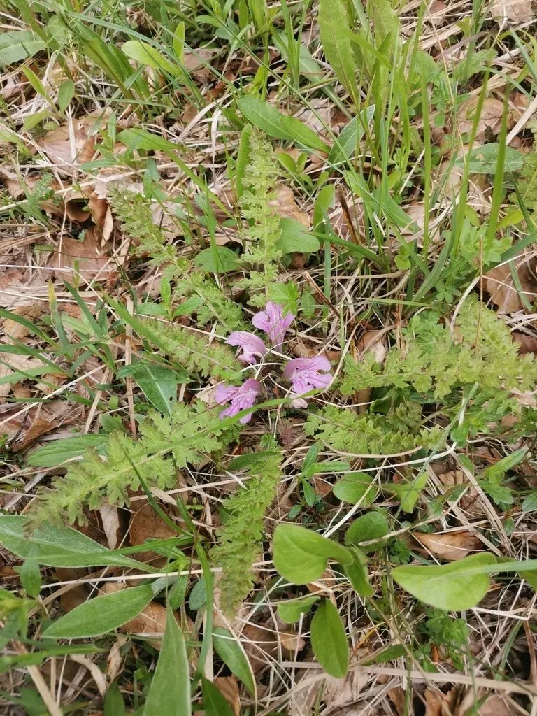 Pedicularis Acaulis