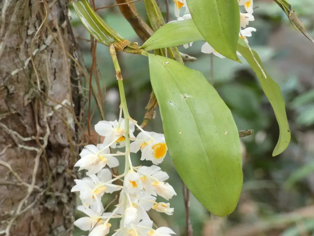 Dendrobium Farmeri