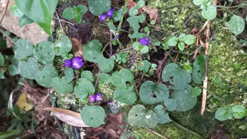 Coccocypselum Geophiloides