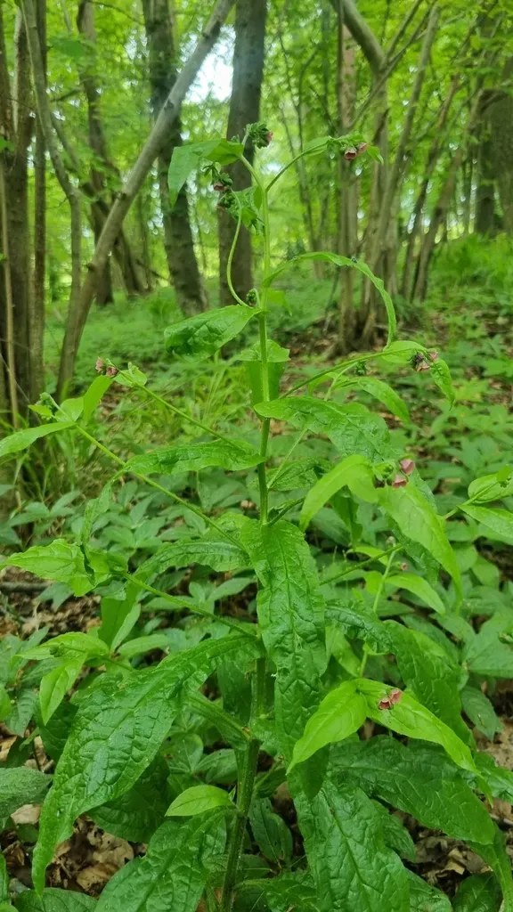 Green Hound's-tongue