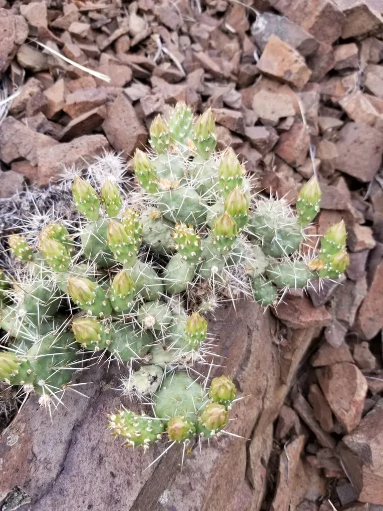 Brittle Prickly Pear