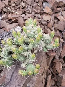 Brittle Prickly Pear