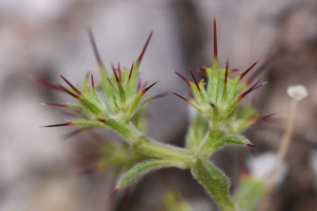 Straight-awned Spineflower