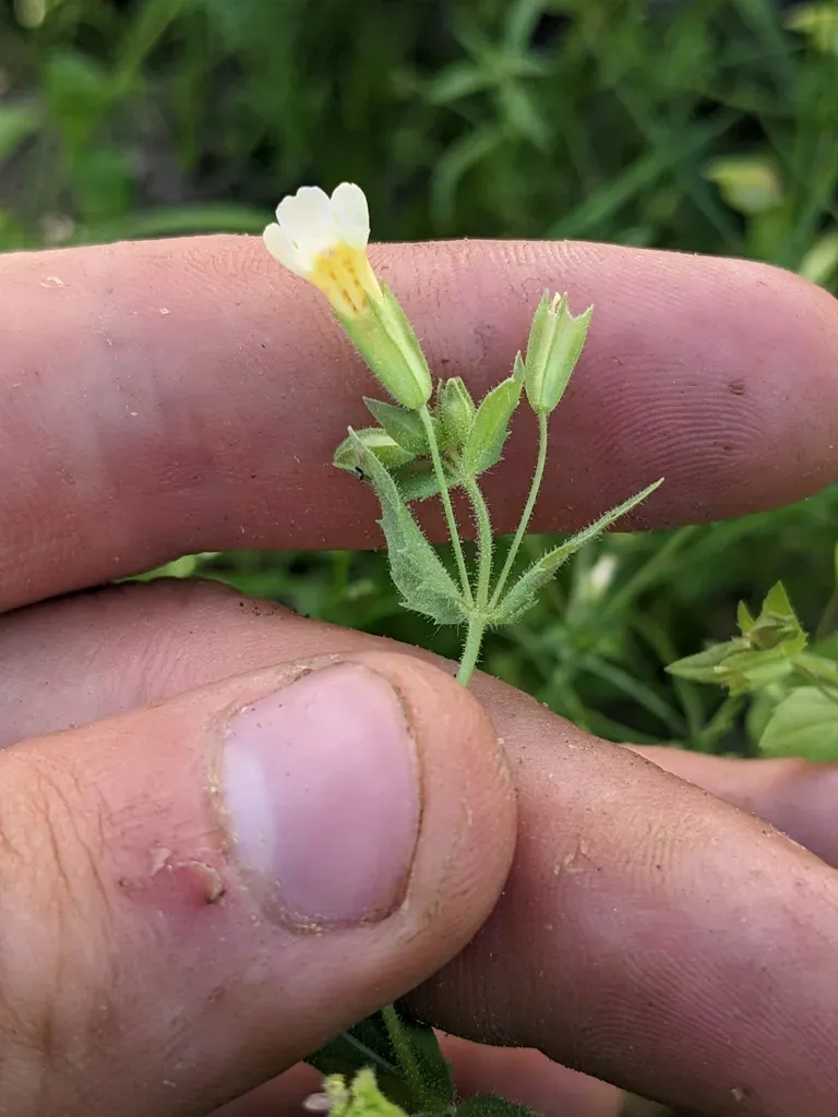 Broadtooth Monkeyflower