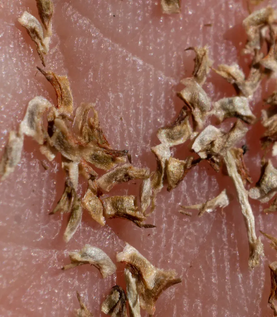 Vernal Pool Mousetail