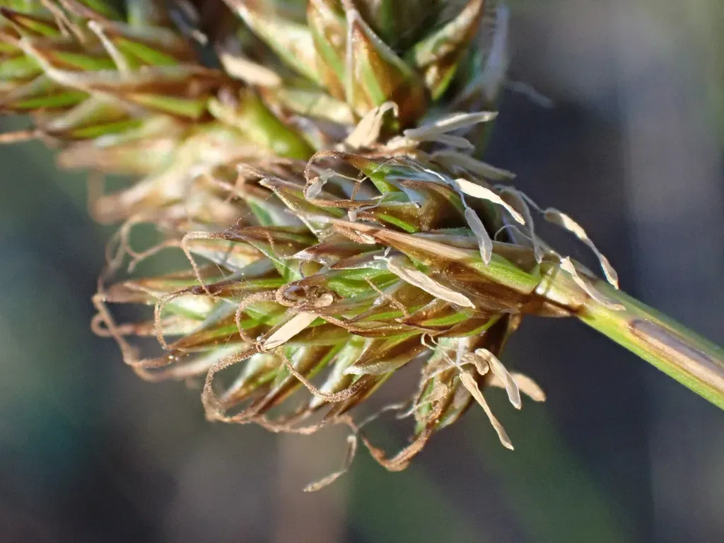 Harford's Sedge