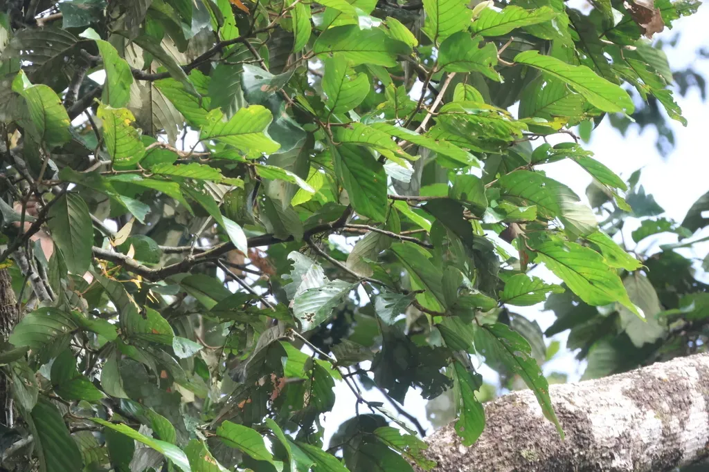 Parashorea Tomentella