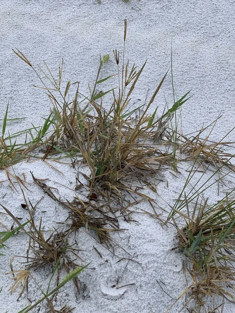 Saltmarsh Finger Grass