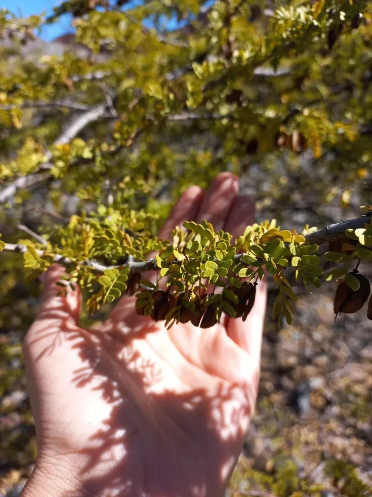 Bulnesia Schickendantzii