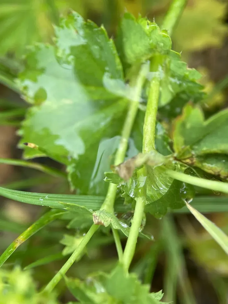 Thin-stem Lady's-mantle
