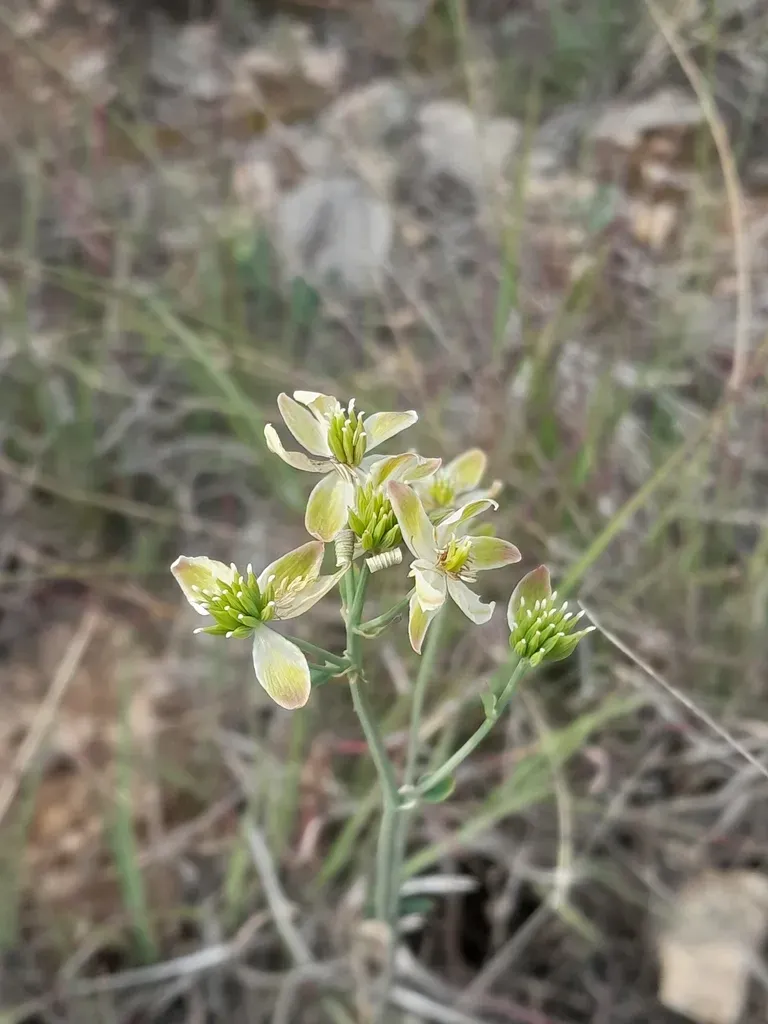 Tuberous Meadow Rue