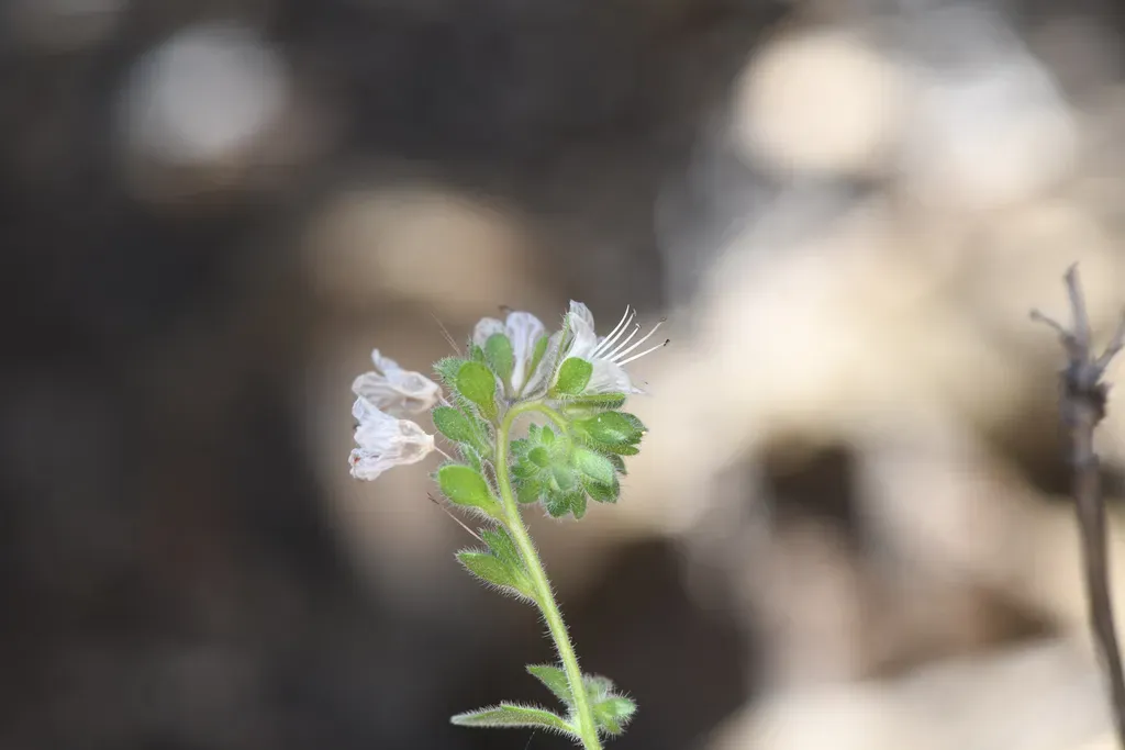 Santa Lucia Phacelia
