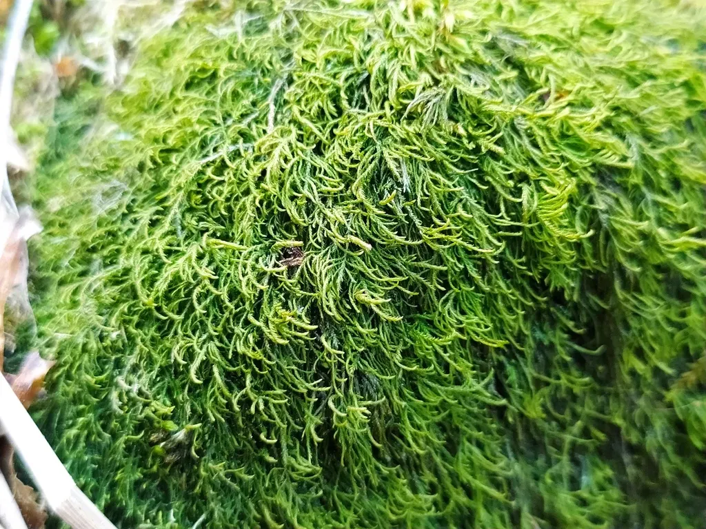 Wry-leaved Tamarisk-moss