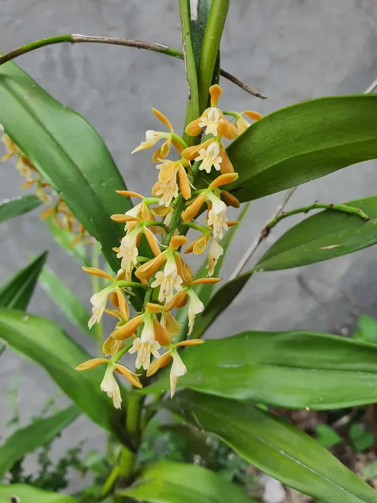 Epidendrum Polyanthum