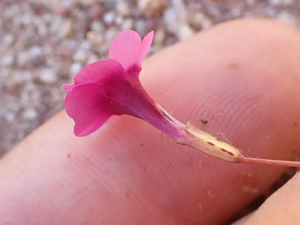 Santa Lucia Monkeyflower